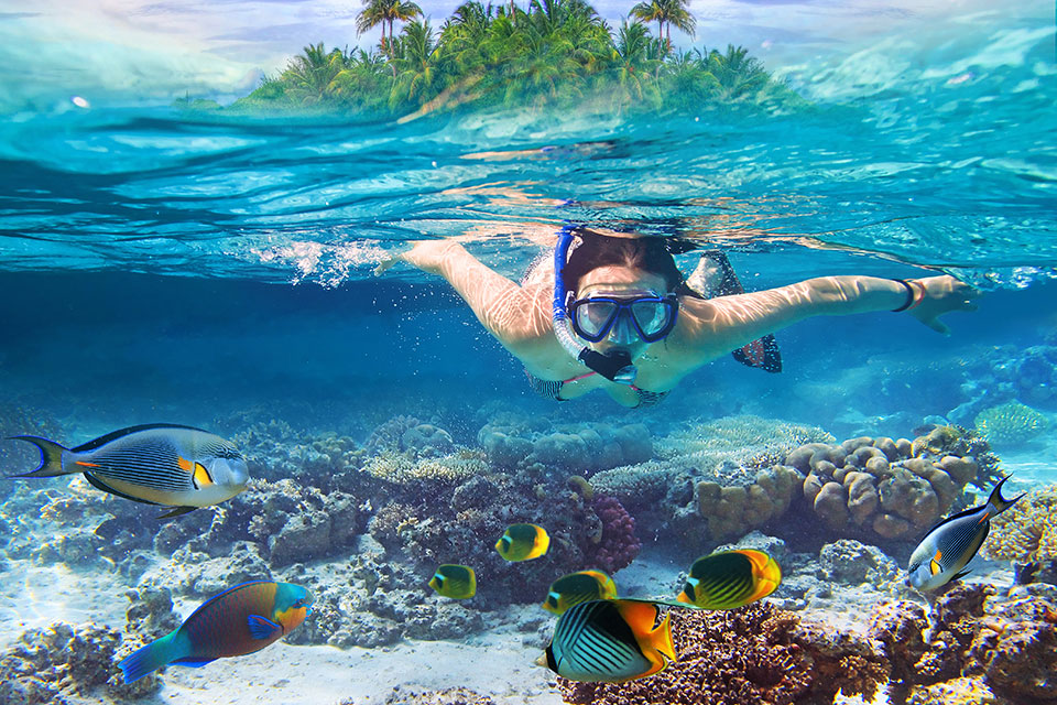Snorkeler swimming above tropical fish and a coral reef